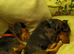 2 x Dachshund Cross