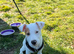 Puppy for sale