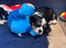 Gorgeous Cavalier Puppies -Now Ready