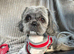 Stunning Shih Tzu male for stud