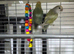 Lovebird