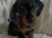 ️REDUCED️4 beautiful miniature dachshund puppies for sale