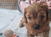f1 cavapoo puppies