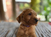 1 Gorgeous Labradoodle Girl Left!
