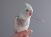 Hand reared silly tame DNA sexed baby cockatiels