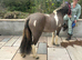 Dunn and white pony 3 years old