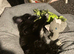 Minature poodle / chiwawaa