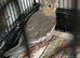 2 Female Cockatiels