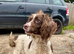 Mum and pup for sale