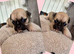 British bulldog cross pug puppies