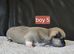2 baby chiuauas