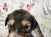 DWKC registered Saluki puppies