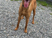 Red fox Labrador