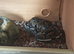 Female royal python/Viv & unit
