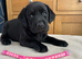 Black Labradors for sale - Pedigree and KC registered
