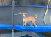 Chihuahua for sale