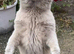 Bsh Lilac Boy GCCF Active