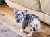 Awesome Pups