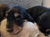 Miniature long haired dachshund puppies