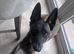 Malinois for sale