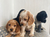 Adorable show cross cocker spaniel puppies