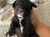 Coockapoo puppies