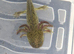 Axolotls for sale collection only