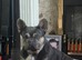 French Bulldog Female