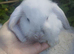 Mini Lop Buck
