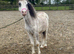 Welsh sec a yearling colt