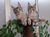 Maine coon boy, Tica registered