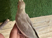 3 x lutino cockatiel chicks