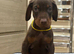 Top Quality Dobermann Puppies Available