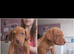 American Bulldog x Staffie x Beagle/Bloodhound Puppies – Both Parents Family Pets
