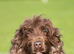 Loverly kc show cocker spaniel girl