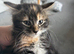 Three beautiful kittens available