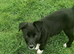 Border Collie Pups