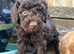 Toy poodle x min poodle