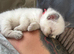 Ragdoll kittens born 10/07/26 4 boys left