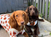 Cocker spaniel for sale