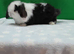 Stunning purebred mini lop rabbits