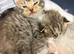 Beautiful Bengal X Maine Coon Baby Kittens