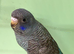 Black face split to black wing