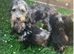 Gorgeous mini sheepadoodle merle puppy