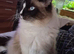 Ragdoll