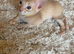 Abyssinian kittens