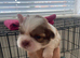 Puppies