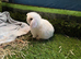 Mini lop mixed sex’s