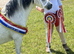 Registered section A mare