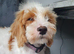 Cavapoo Puppy Girl